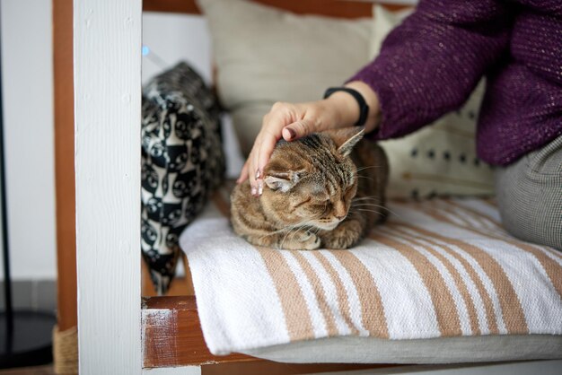 Close up of a cute sleeping kitty-cat in the woman's hands. Woman stroking her lovely little pet. Indoor.