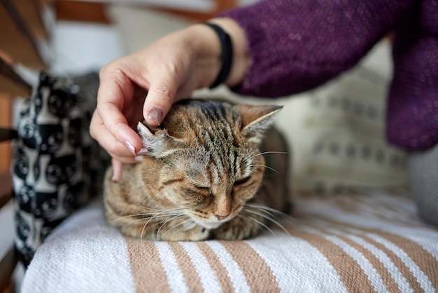 屋内で彼女の素敵な小さなペットをなでる女性の手の女性のかわいい眠っている子猫のクローズアップ