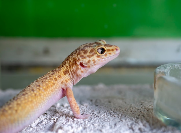 Close up of a cute small yellow gecko Gekko gecko