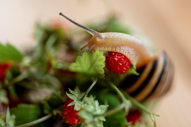 Close up of cute snail with horns and striped shell sits on red ripe berry of wild strawberry