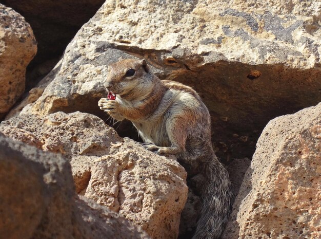 Photo close-up of cute squirrel eating on rock