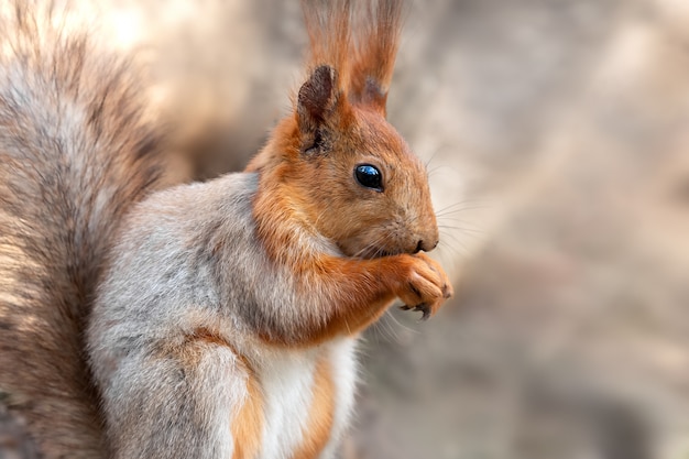 Close up cute squirrel eats nut