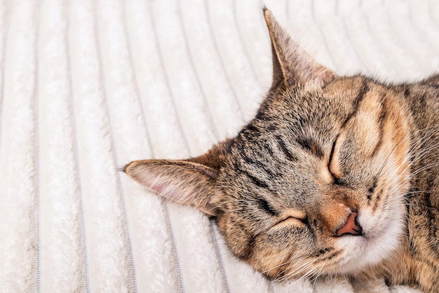 Close up of cute striped cat sleeping on soft cozy light\
blanket concept of rest and relaxation