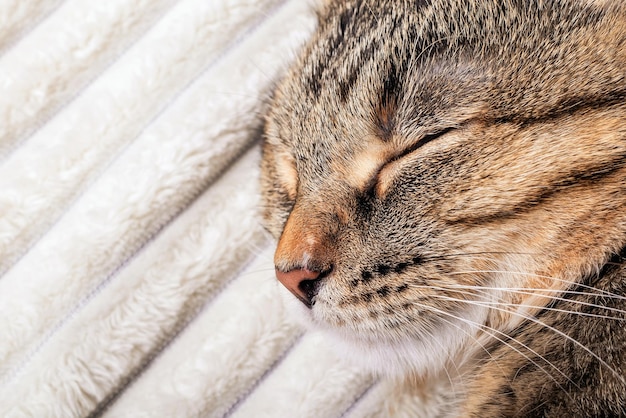 Close up of cute striped cat sleeping on soft cozy light\
blanket concept of rest and relaxation