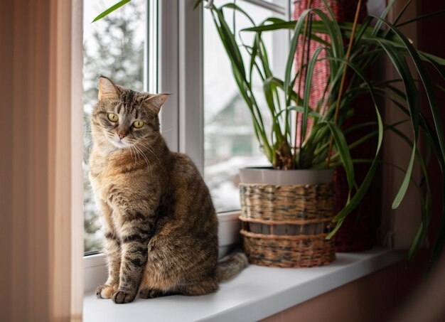 Photo close-up of a cute striped tricolor female sitting on a windowsill in a home room looking out