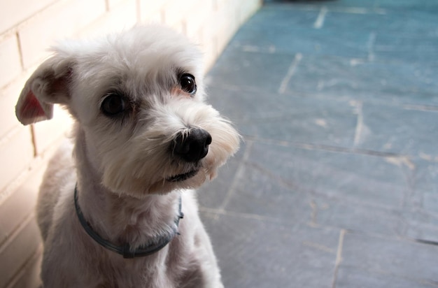 집 테라스에 앉아 있는 귀여운 흰색 비혼 몰타 개를 가까이서 보세요.