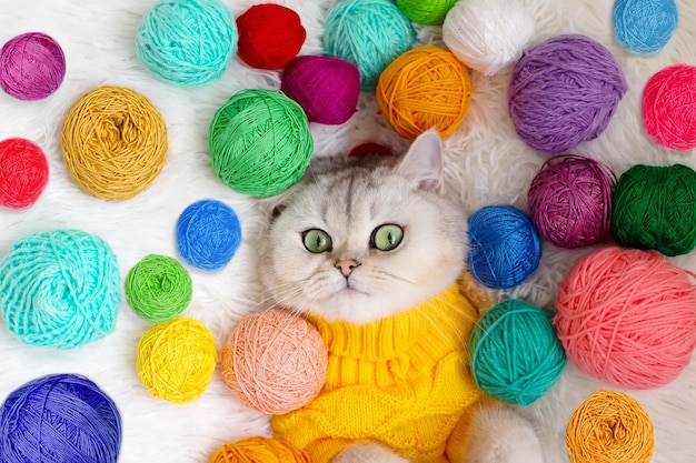 Close up of a cute white cat lies in a yellow clothes on a fluffy blanket with colorful yarn