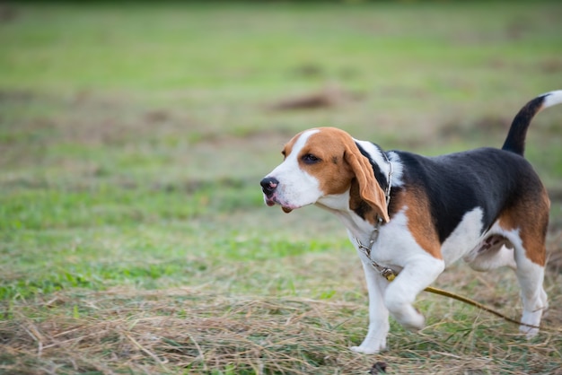 Close up of cute young Beagle playing in field