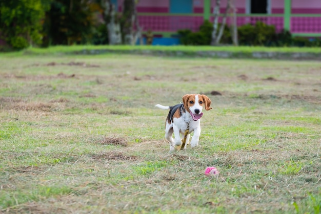 Close up of cute young Beagle playing in field