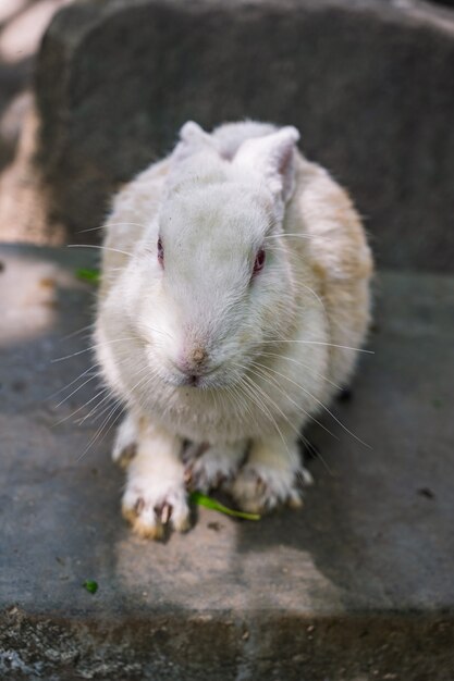 Close up cutie rabbit in Wat pra putthabat phu kwai ngoen at chiang khan district loei thailand.Chiang Khan rabbit temple or Wat Pra Putthabat Phu Kwai Ngoen