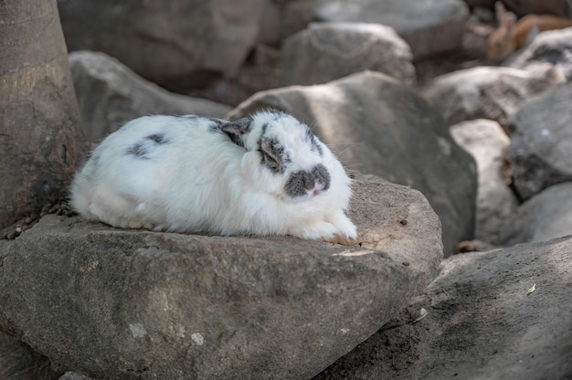 Close up cutie rabbit in Wat pra putthabat phu kwai ngoen at chiang khan district loei thailand.Chiang Khan rabbit temple or Wat Pra Putthabat Phu Kwai Ngoen