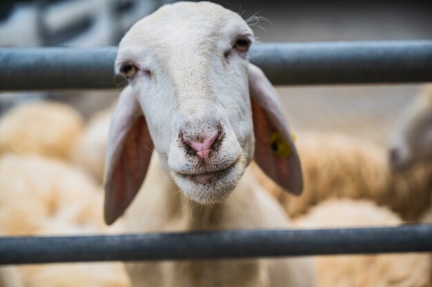 Close up cutiee white Sheep face looking at the camera in the farm at thailand