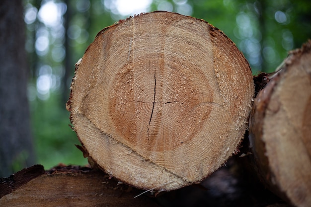 Close up of cutted tree in the forest