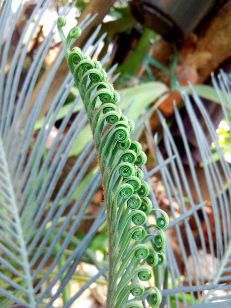 Close-up of cycads new leaf