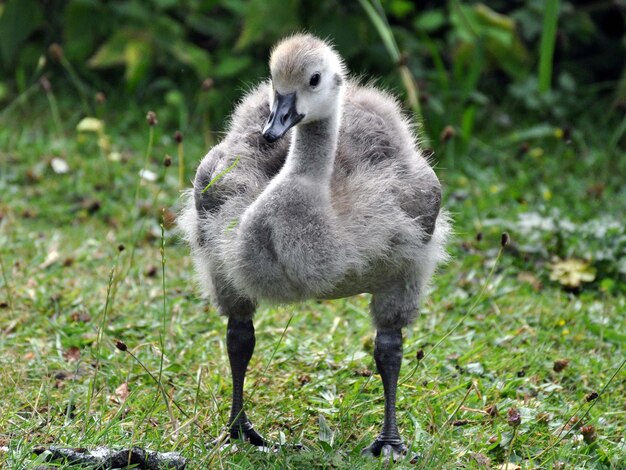 Close-up of cygnet on grass against plants