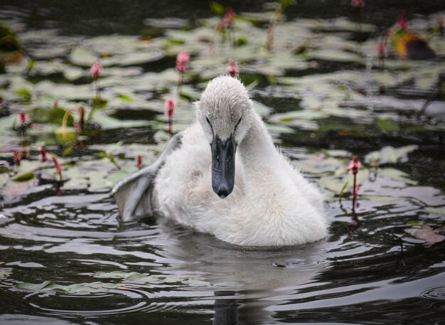 Photo close up of a cygnet swimming on a pond