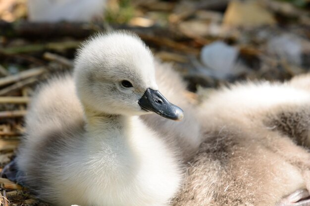 Foto prossimo piano di cygnet