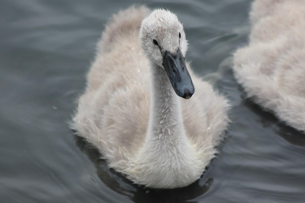 Photo close-up of cygnets swimming in lake