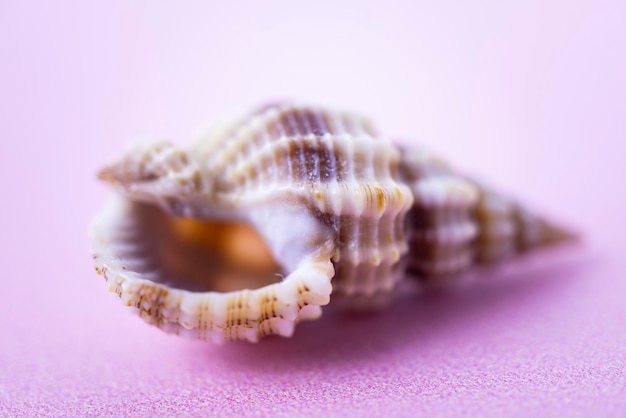 A close up of a Cymatium cockleshell