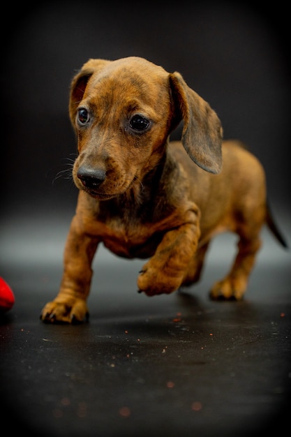 黒の背景で食べるダックスフント子犬のクローズアップ