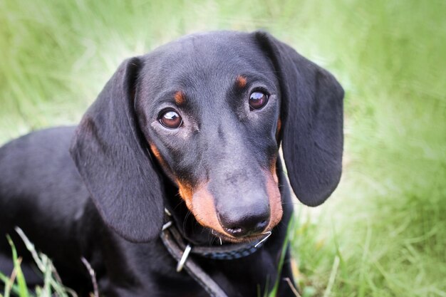 close up dachshund's portrait