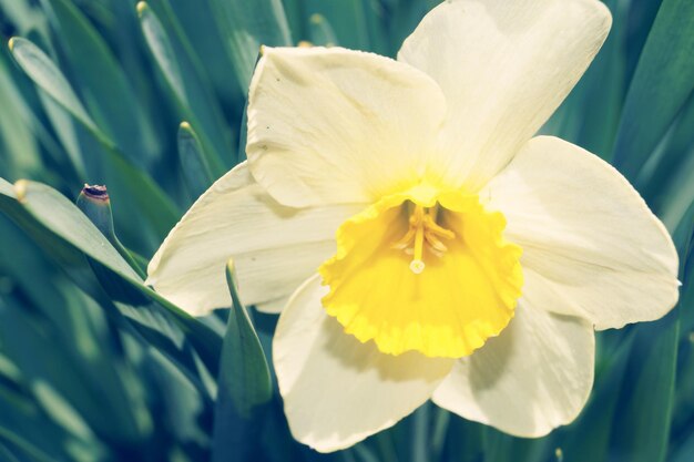 Foto close-up di un narcisi in fiore all'aperto