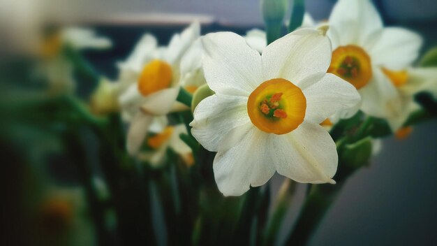Photo close-up of daffodil flowers blooming outdoors