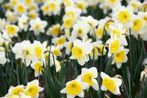 Close-up of daffodils blooming outdoors