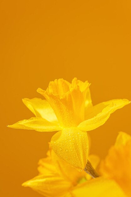 黄色い背景のナスリスの花のクローズアップ