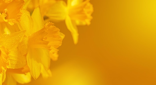 Close up of daffodils flowers on yellow background