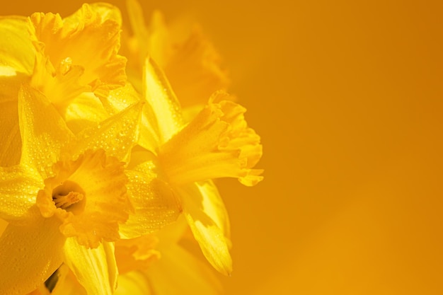 Close up of daffodils flowers on yellow background