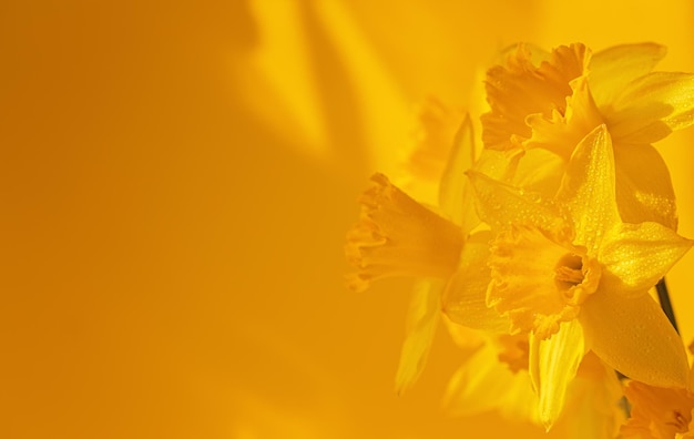 Close up of daffodils flowers on yellow background