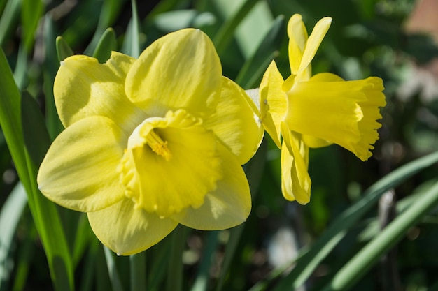 Close-up of daffodils