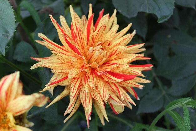 Foto prossimo piano della dahlia in fiore in giardino