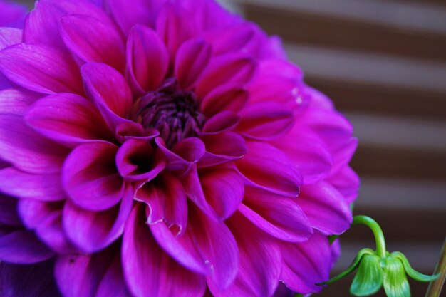 Close-up of dahlia blooming outdoors