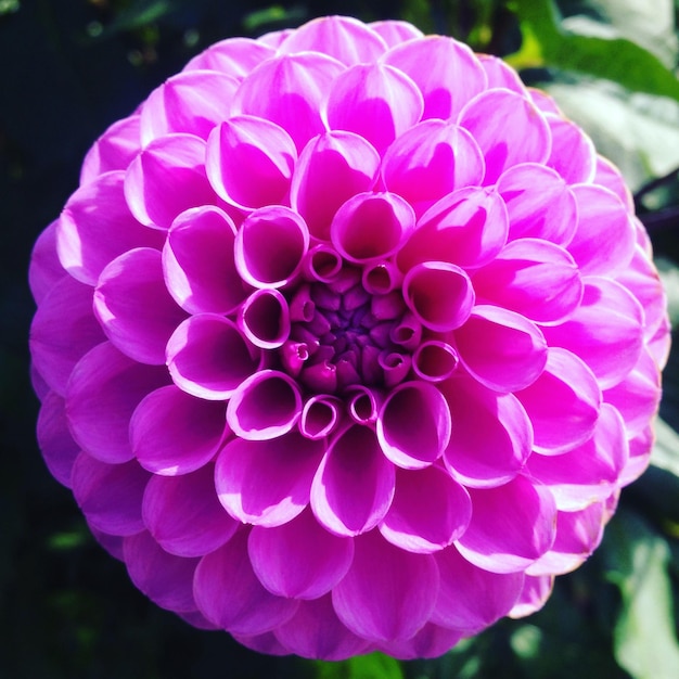 Close-up of dahlia blooming outdoors