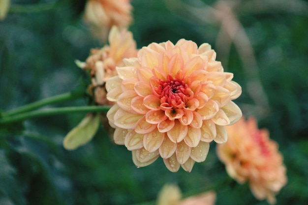 Foto close-up di dahlia in fiore all'aperto