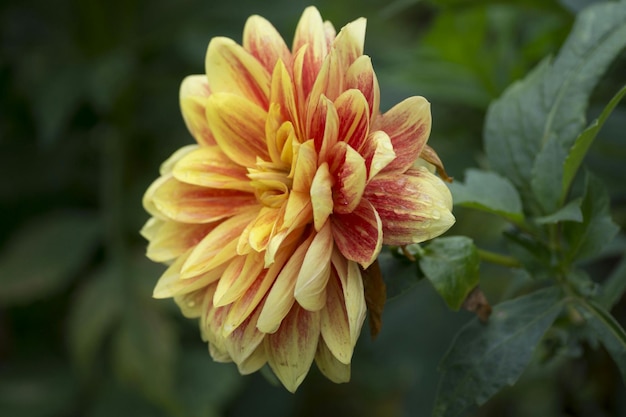 Foto prossimo piano della dahlia in fiore nel parco