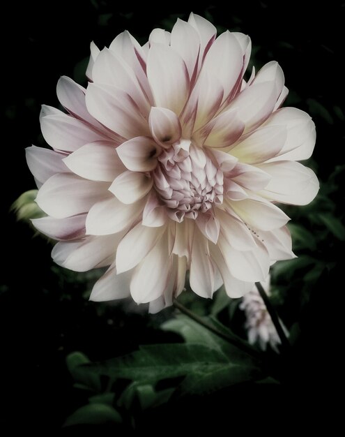 Foto prossimo piano del fiore di dahlia