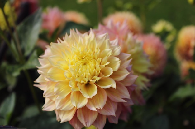 Foto close-up dei fiori di dahlia in fiore nel parco