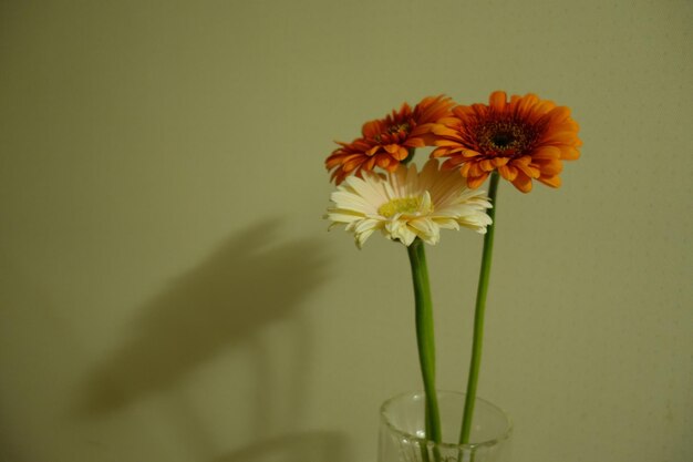 Photo close-up of dahlia flowers in vase