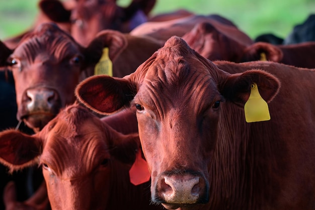 젖소 닫습니다. 가축 사육, 사육, 우유 및 육류 생산 개념.