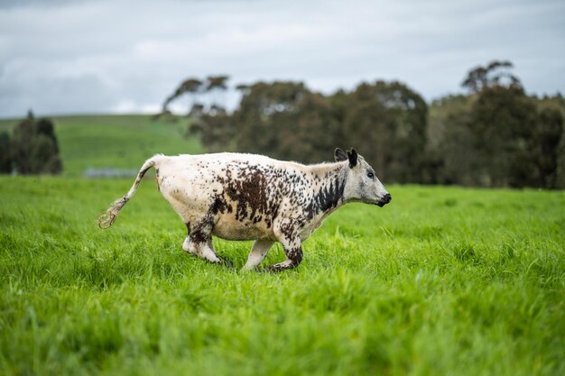 Close up of dairy cows in the field Angus and Murray Grey beef Cattle eating long pasture in spring and summer