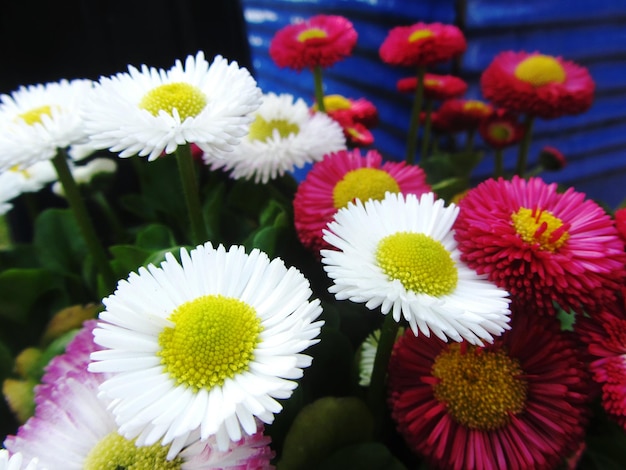 Foto close-up di margherite in fiore all'aperto