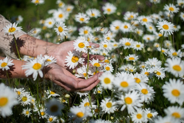 Close-up of daisies blooming on field