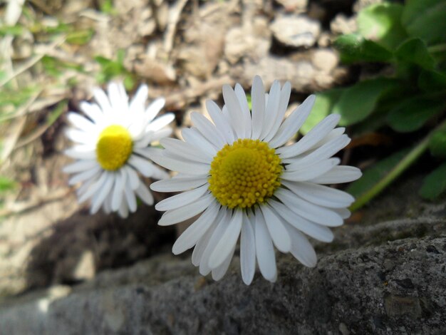 Photo close-up of daisies on field