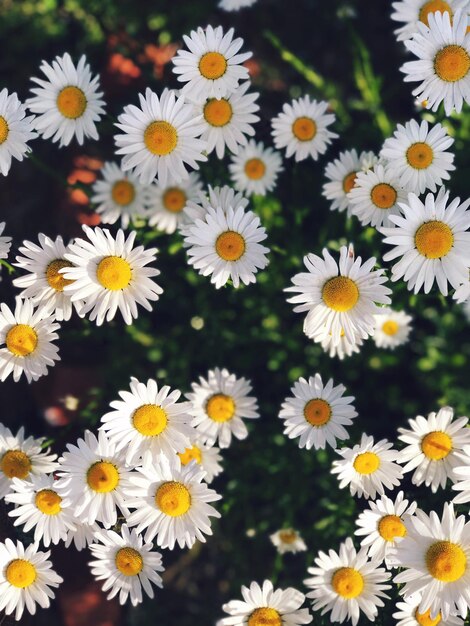 Close-up of daisies