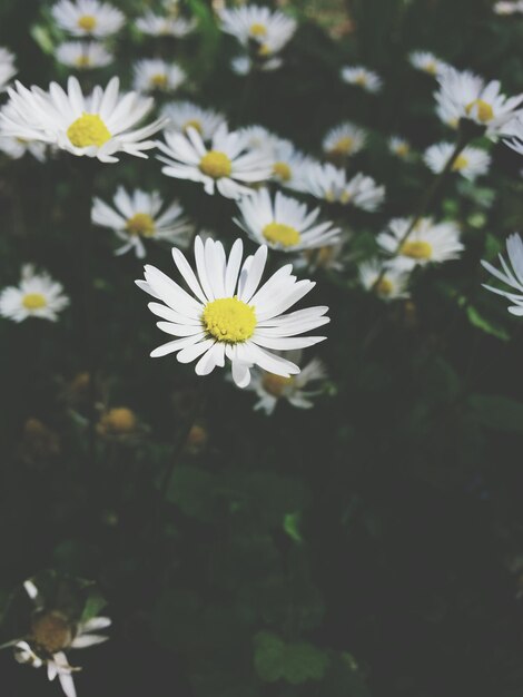 Close-up of daisies