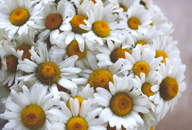 Photo close-up of daisies