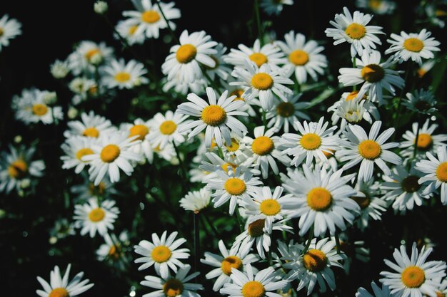 Photo close-up of daisies